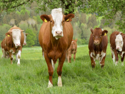 Kühe auf Wiese unter Bäumen