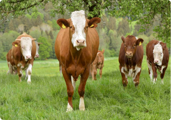 Kühe auf Wiese unter Bäumen