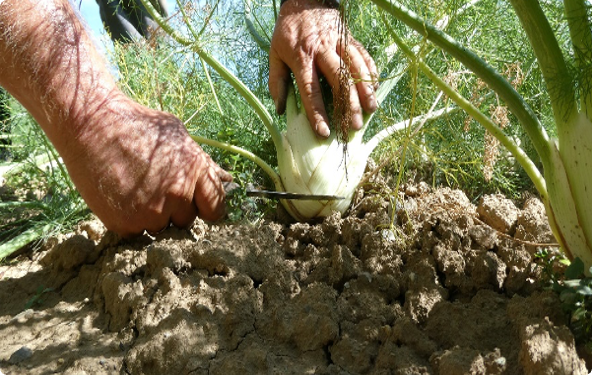 Kohlrabi mit Messer geerntet