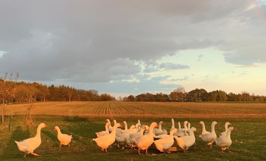 Gänse unterm Regenbogen