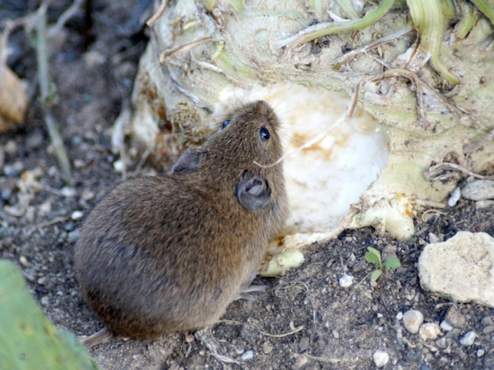 Maus knabbert an Kohlrabi