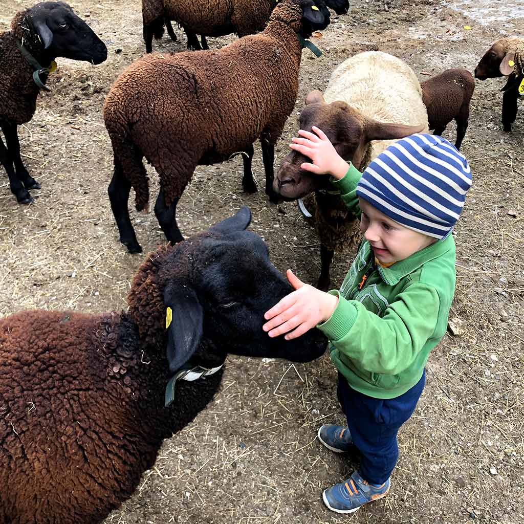 Kind streichelt Schafe