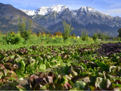 Feldsalat