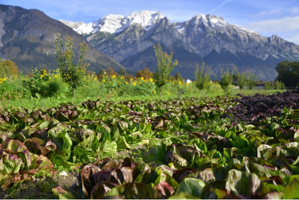 Feldsalat