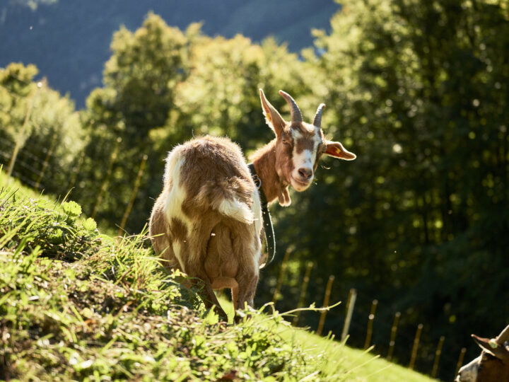 © Ivo Vögel Ziege auf der Weide