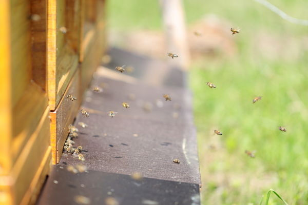 © Matthias Nester Bienen vor Bienenstock