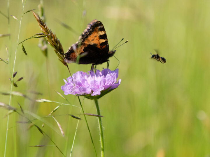 © BIO AUSTRIA/Christoph Liebentritt Schmetterling auf Blüte