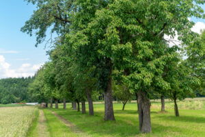 Landschaft, Bäume
