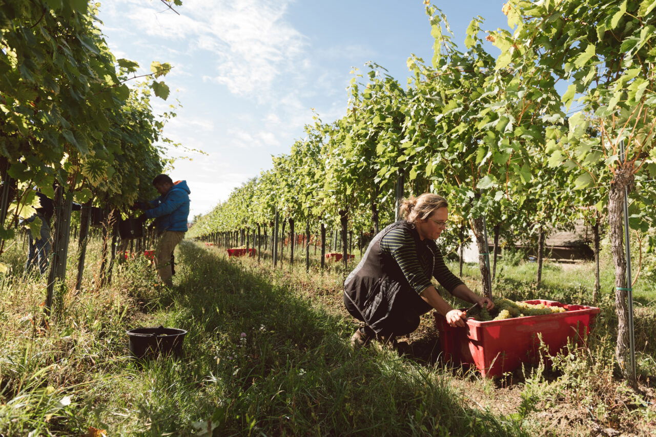 Weinernte