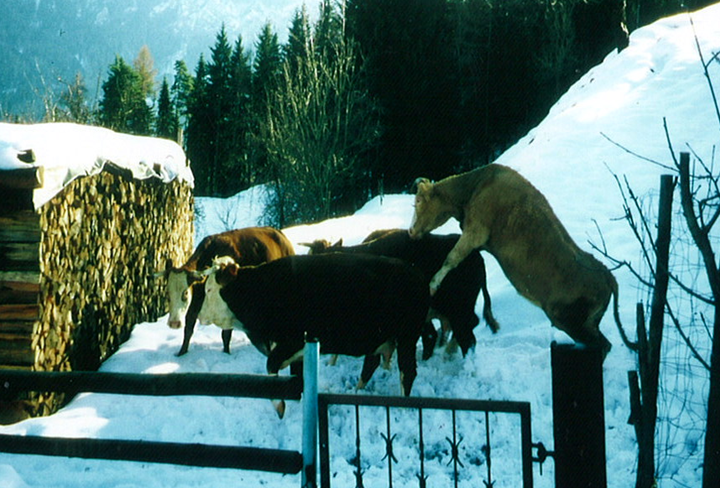 Rinder im Winter