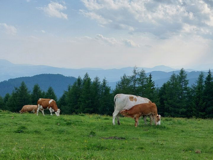 © Peter Pieber Kuh auf Weide