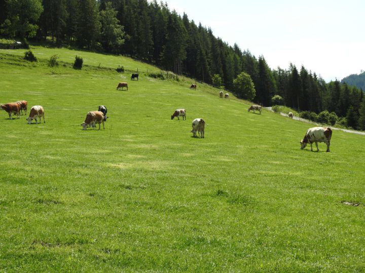 Rinder auf Weide