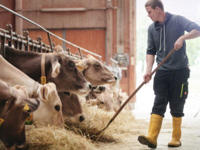© Bio Ernte Steiermark/Königshofer Bauer im Rinderstall