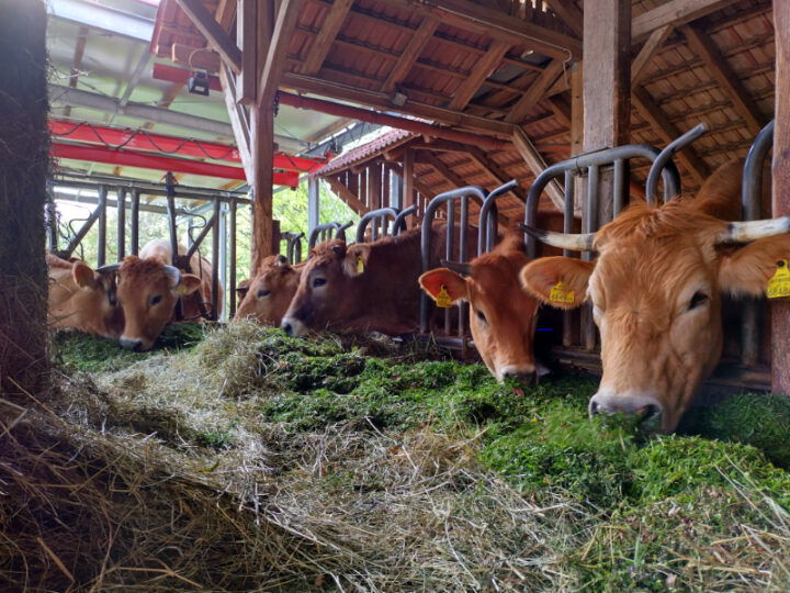 © Martin Gosch Rinder fressen Futter im Stall