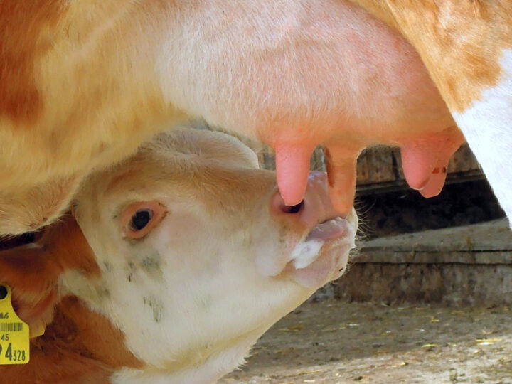© Bio Ernte Steiermark Kalb trinkt Milch