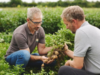 Bauer mit Kartoffelpflanze