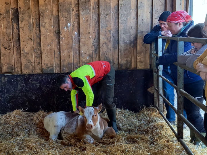 © Bio Ernte Steiermark Mann mit Kalb im Stall