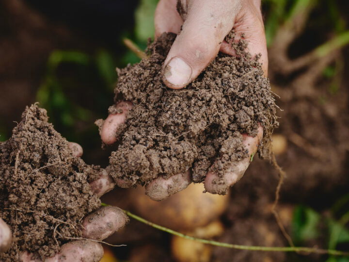 © Bio Ernte Steiermark/Königshofer Hand mit Erde
