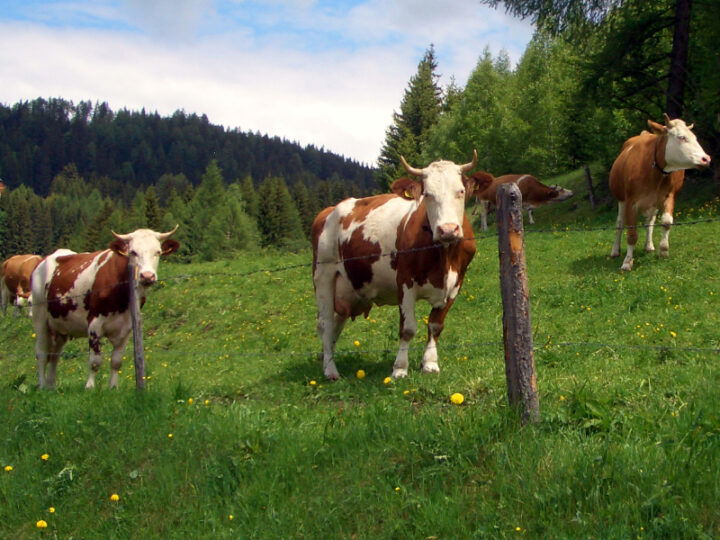 © Bio Ernte Steiermark Rinder auf Alm
