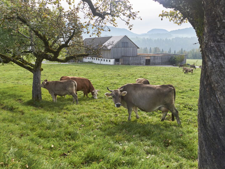 © Ivo Vögel Biohof Lingenhel mit Kühen im Vordergrund