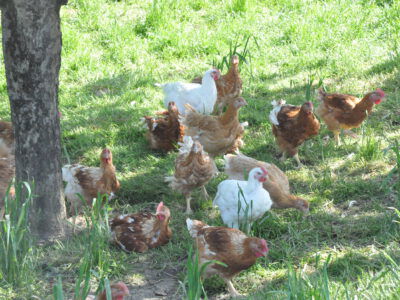 Bio-Hühner auf Wiese