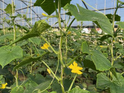 Pflanze mit Schädlingen