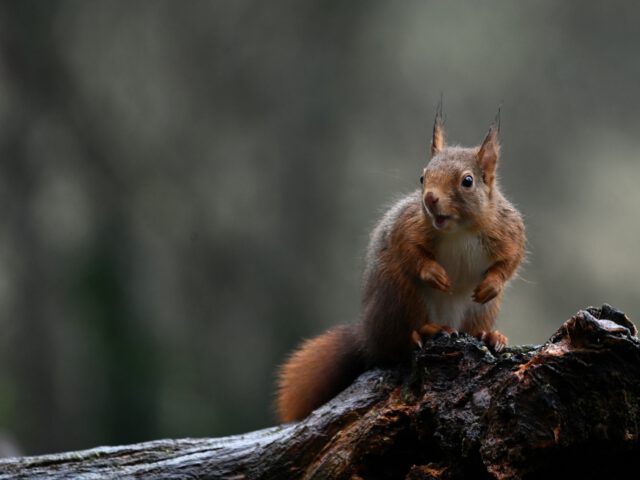 © pixabay Eichhörnchen