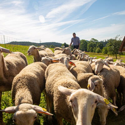 © Biohof Alles Schaf