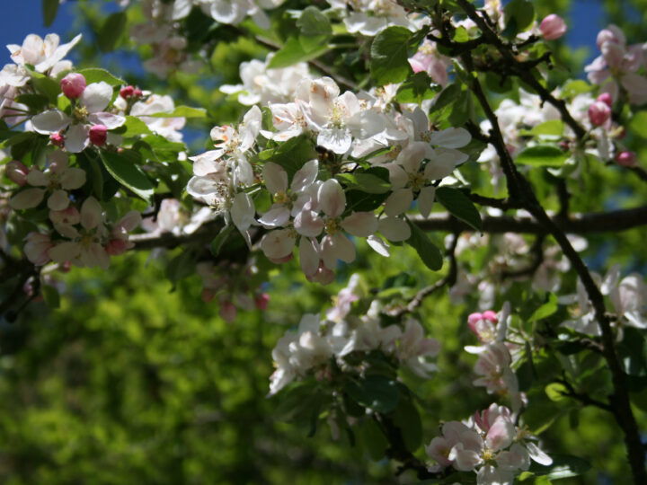 Apfelblüte