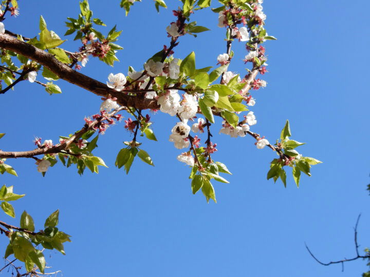 Marillenblüten
