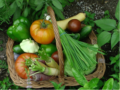 Korb mit div. buntem Gemüse