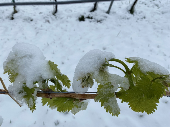 Schnee und Frost auf Weinblättern