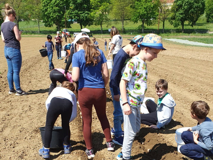 Kinder auf Kartoffelfeld