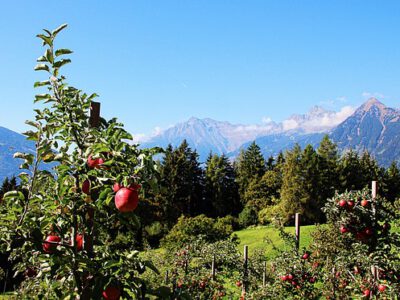 Wiese mit Apfelbäumen mit Blick auf die Bergkulisse im Vinschgau