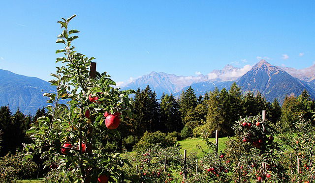 Wiese mit Apfelbäumen mit Blick auf die Bergkulisse im Vinschgau