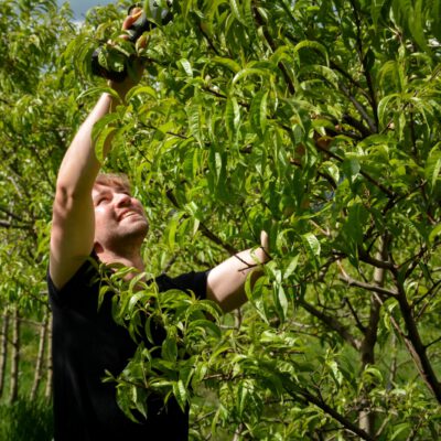 Bauer beim Obstbaumschnitt