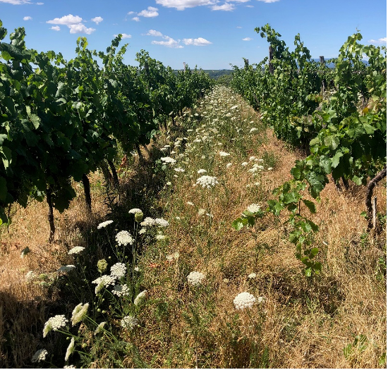 Grünfläche zwischen Weinreben