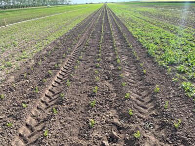 Erfolgreiche "In-Row“ Hacke