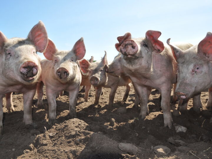 Schweine im Freiland