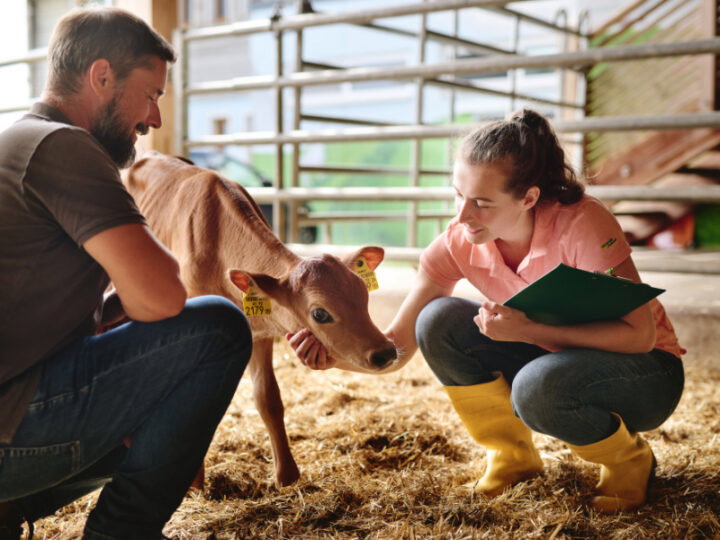 Zwei Personen mit Kalb im Stall