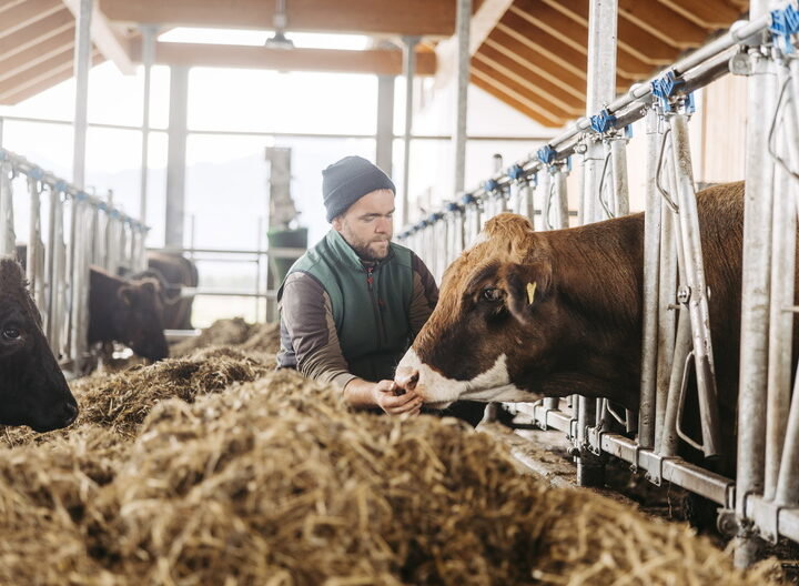 Rind mit Bauer im Stall