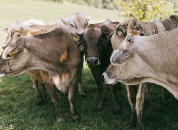 Milchkühe auf Weide