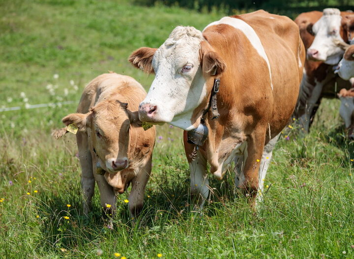 Kuh mit Kalb