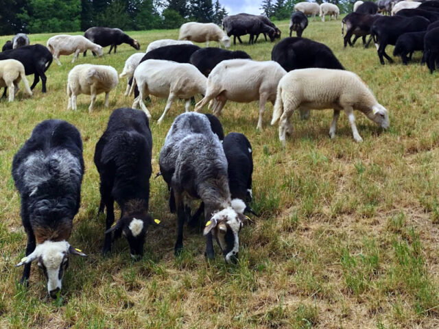 Schafe auf Weide