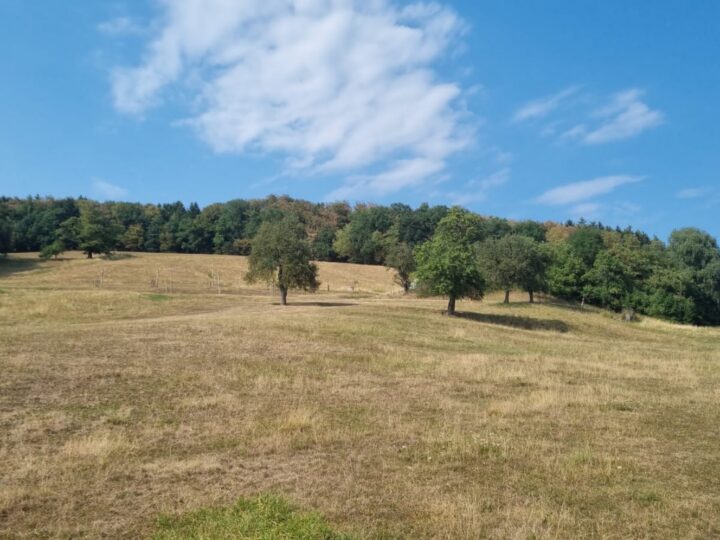 Wiese Trockenheit