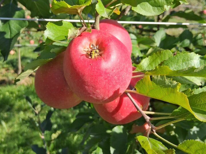roter Apfel mit Biene auf Baum