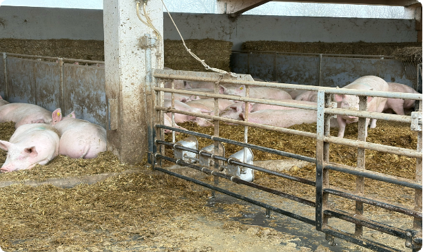 Bio-Schweinestall - Innenaufnahme v. Schweinen