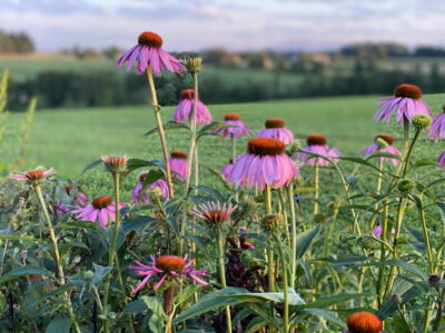 Blumen im Vordergrund. Felder und eine hügelige Landschaft im Hintergrund