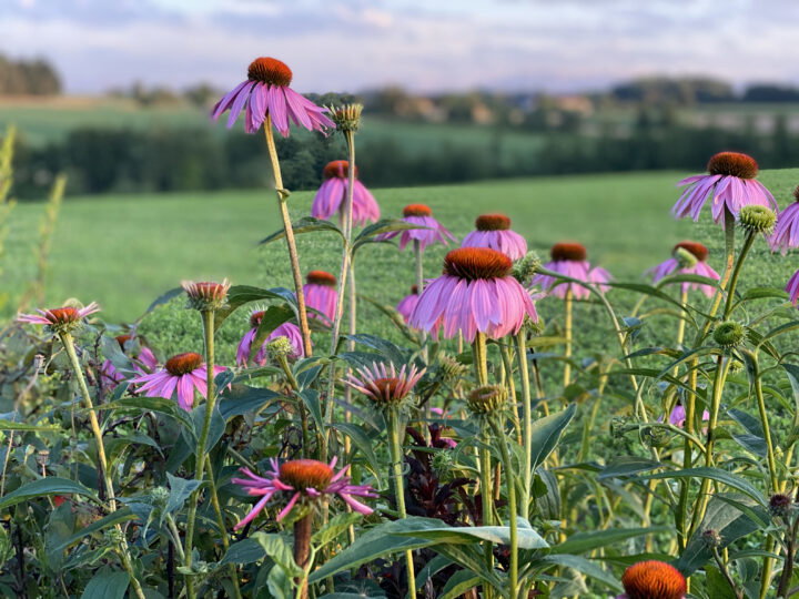 Blumen im Vordergrund. Felder und eine hügelige Landschaft im Hintergrund