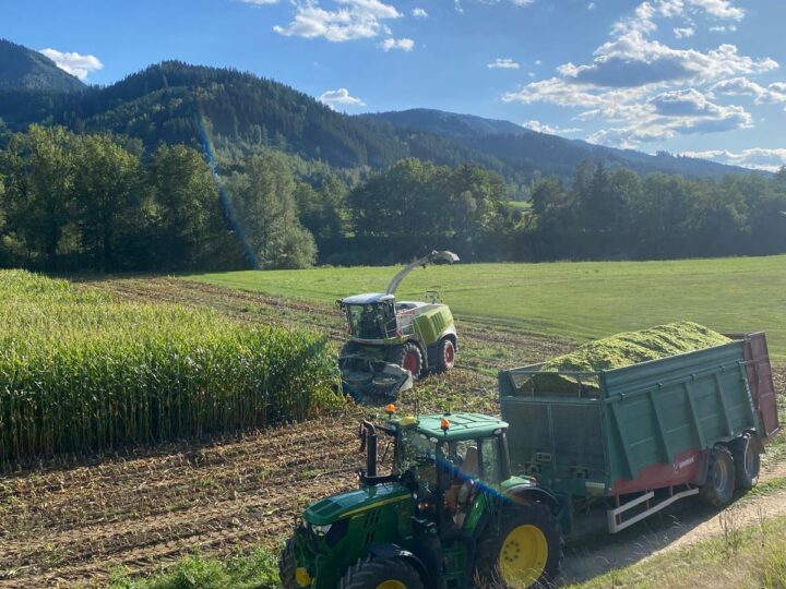 Traktor beim Mais silieren